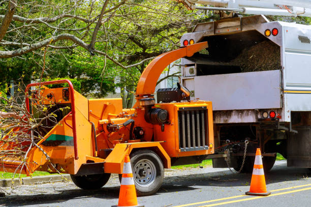 How Our Tree Care Process Works  in Westmont, CA